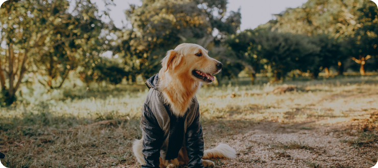 Exploring The Enduring Bond Between Humans And Dogs